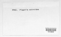 Piggotia astroidea image